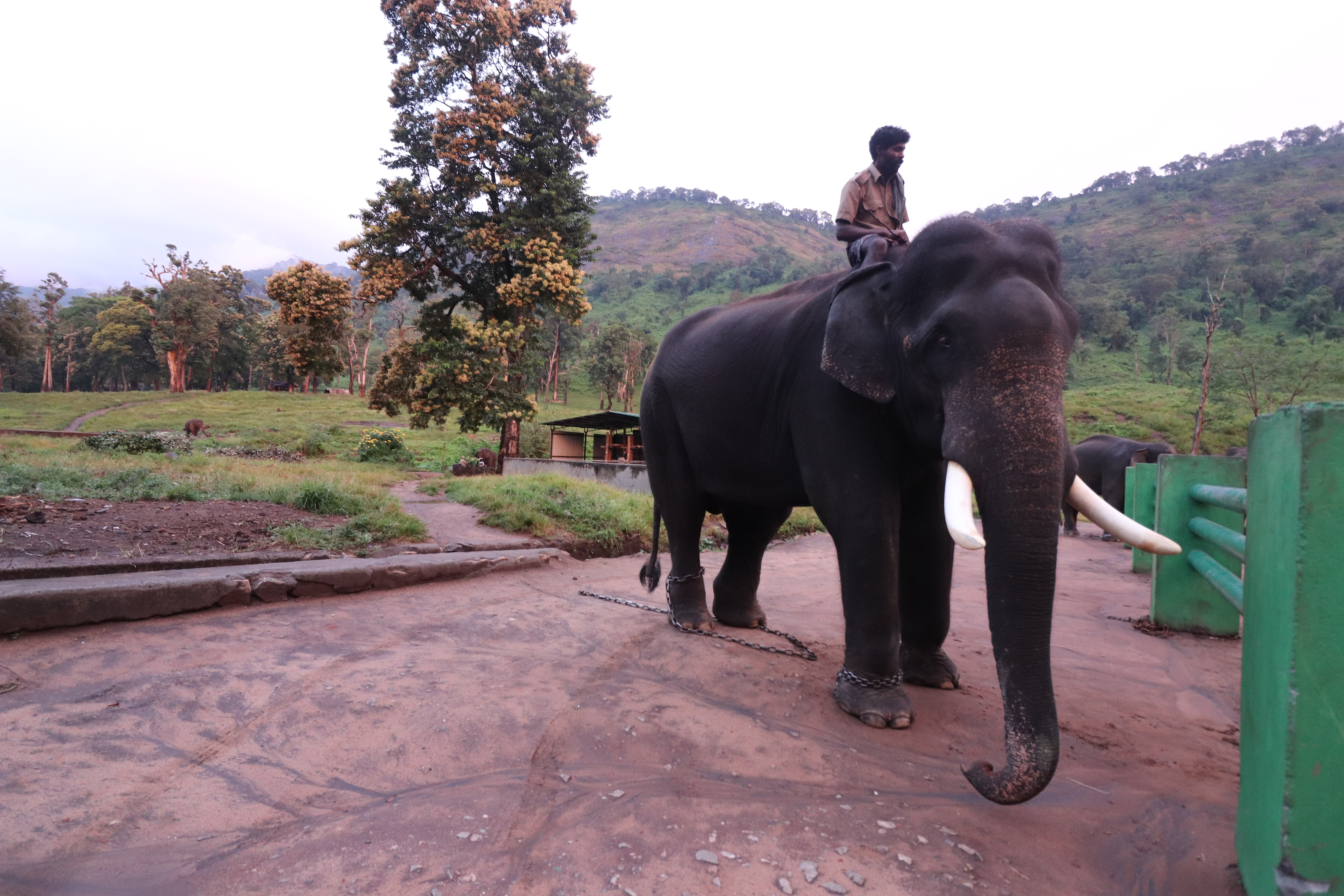 The Kozhikamuthi Elephant Camp - Topslip